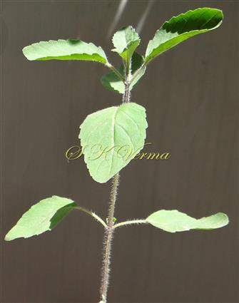  Leafy Shoot